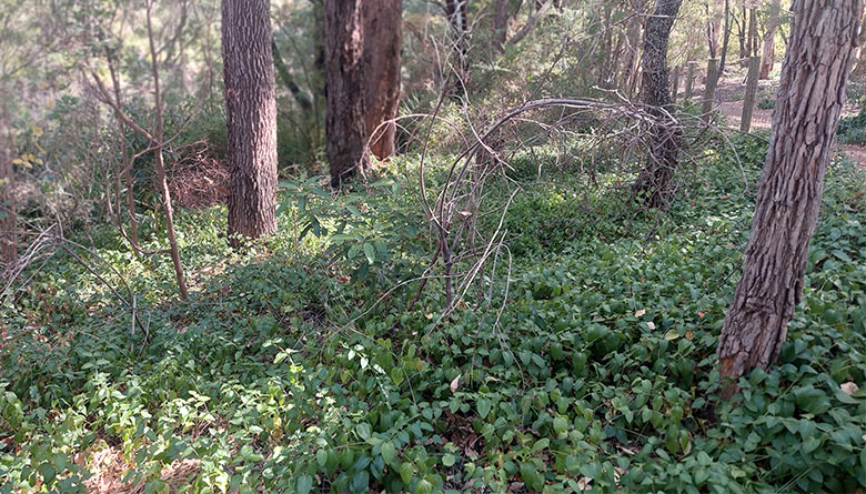 Margaret River Foreshore – Manual Weed Removal Works