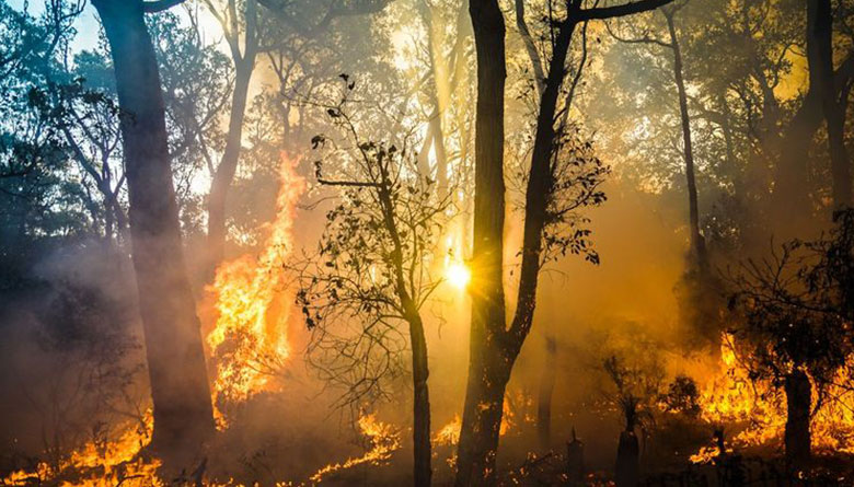 Increased Risk of Bushfire as Severe Heatwave Warning Issued 