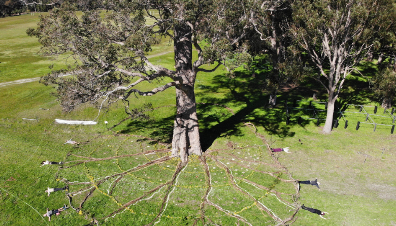 Subdivision Change Protects Grandmother Tree