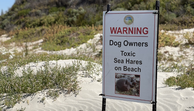 Sea Hare deaths in Augusta